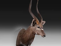 Lowland nyala or simply nyala (tragelaphus angasii) shoulder mount, taxidermy trophy, h 115 cm - afbeelding 3 van  4