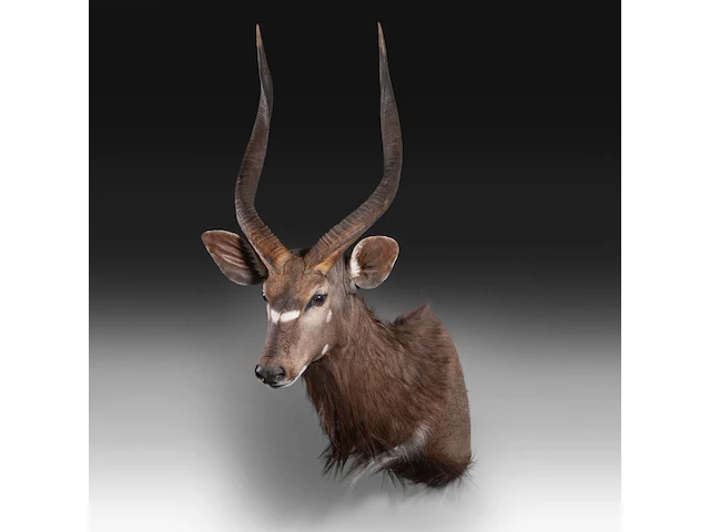 Lowland nyala or simply nyala (tragelaphus angasii) shoulder mount, taxidermy trophy, h 115 cm - afbeelding 4 van  4