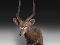 Lowland nyala or simply nyala (tragelaphus angasii) shoulder mount, taxidermy trophy, h 115 cm - afbeelding 4 van  4