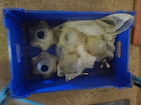 Luster (1 glazen kapje ontbreekt) - afbeelding 4 van  4