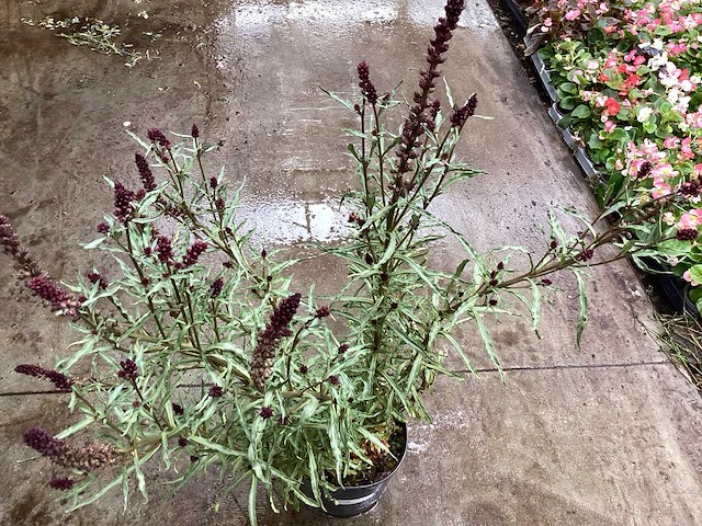 Lyssimachia atropurpurea (30x) - afbeelding 1 van  2