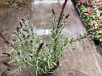 Lyssimachia atropurpurea (30x) - afbeelding 1 van  2