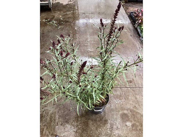 Lyssimachia atropurpurea (30x) - afbeelding 2 van  2