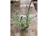 Lyssimachia atropurpurea (30x) - afbeelding 2 van  2