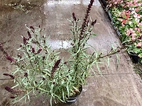 Lyssimachia atropurpurea (30x)