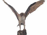 Madeleine van der knoop (1953), the falcon, n° 3/6, cold-painted bronze, 71 x 78 cm. (27.94 x 30.71 in.) - afbeelding 3 van  10