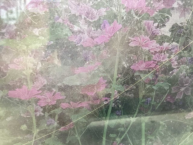 Malva (60x) - afbeelding 1 van  1