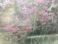 Malva (60x) - afbeelding 1 van  1