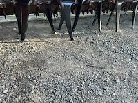 Maschio orso 3000 met gaspardo alitalia opbouw zaaicombinatie - afbeelding 77 van  82