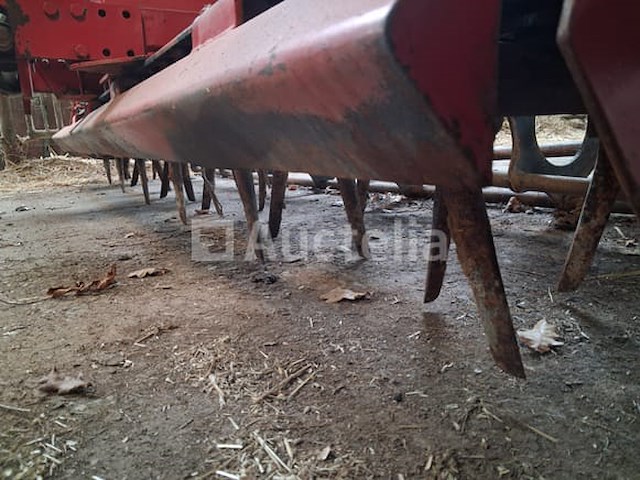 Maschio rotkharw. - afbeelding 10 van  10