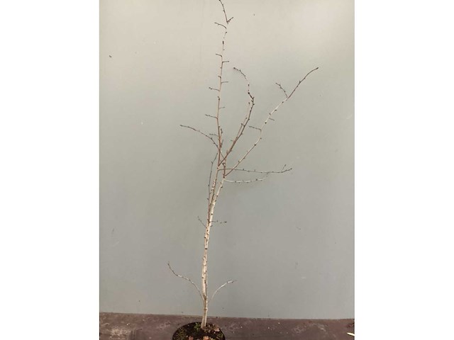 Meidoorn 140-160 (100x) - afbeelding 2 van  2