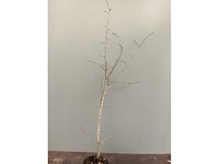 Meidoorn 140-160 (100x) - afbeelding 2 van  2