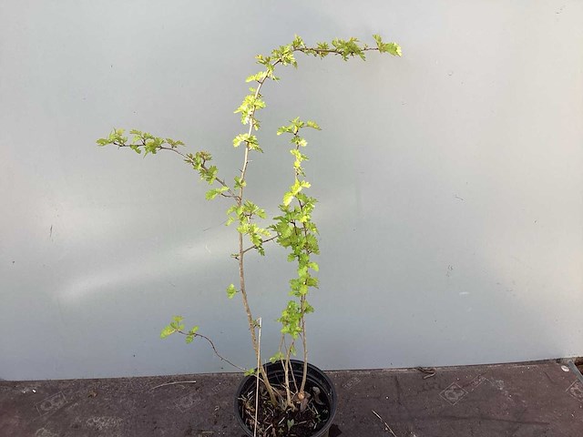 Meidoorn 60-80 - afbeelding 1 van  2