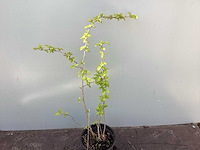 Meidoorn 60-80 - afbeelding 1 van  2