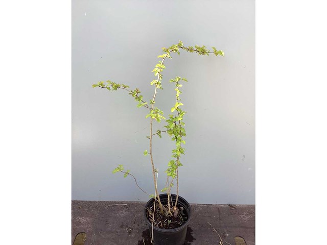 Meidoorn 60-80 - afbeelding 2 van  2