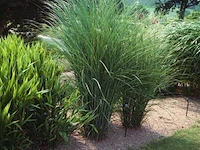 Miscanthus sinensis gracimillus, 18 stuks