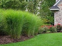 Miscanthus sinensis gracimillus, 3 stuks - afbeelding 2 van  2