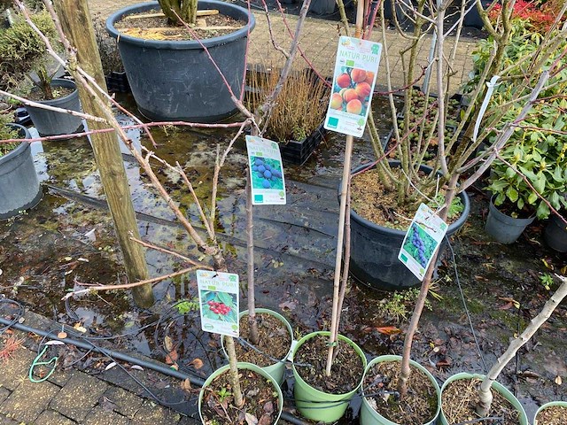 Mix appel, peer - vrucht- / fruitboom (7x) - afbeelding 2 van  2