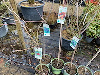 Mix appel, peer - vrucht- / fruitboom (7x) - afbeelding 2 van  2