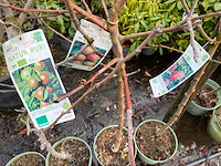 Mix appel, peer, kers en druif - vrucht- / fruitboom - afbeelding 1 van  2