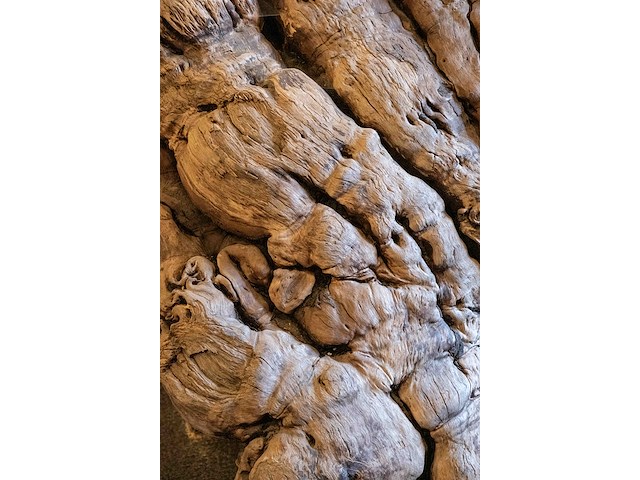 Monumentaal stuk afrikaans wortelhout 2000kg - afbeelding 6 van  7
