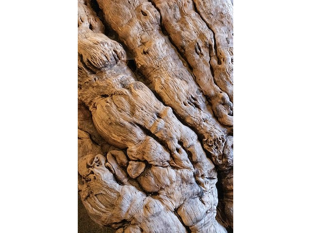 Monumentaal stuk afrikaans wortelhout 2000kg - afbeelding 7 van  7