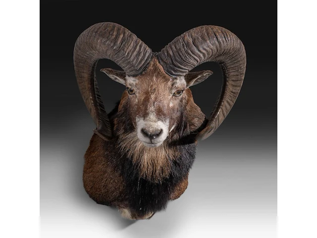 Mouflon or moufflon (ovis gmelini) shoulder mount, taxidermy trophy, h 60 cm - w 45 cm - d 35 cm - total weight 6,5 kg - afbeelding 1 van  3