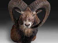 Mouflon or moufflon (ovis gmelini) shoulder mount, taxidermy trophy, h 60 cm - w 45 cm - d 35 cm - total weight 6,5 kg