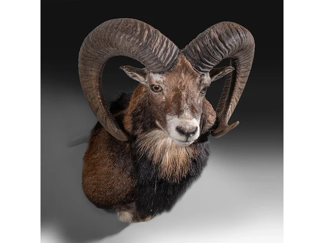 Mouflon or moufflon (ovis gmelini) shoulder mount, taxidermy trophy, h 60 cm - w 45 cm - d 35 cm - total weight 6,5 kg - afbeelding 2 van  3