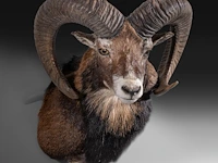 Mouflon or moufflon (ovis gmelini) shoulder mount, taxidermy trophy, h 60 cm - w 45 cm - d 35 cm - total weight 6,5 kg - afbeelding 2 van  3