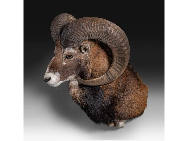 Mouflon or moufflon (ovis gmelini) shoulder mount, taxidermy trophy, h 60 cm - w 45 cm - d 35 cm - total weight 6,5 kg - afbeelding 3 van  3