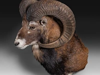 Mouflon or moufflon (ovis gmelini) shoulder mount, taxidermy trophy, h 60 cm - w 45 cm - d 35 cm - total weight 6,5 kg - afbeelding 3 van  3