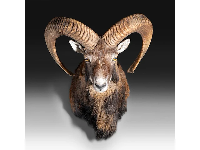 Mouflon or moufflon (ovis gmelini) shoulder mount, taxidermy trophy, h 60 cm - w 45 cm - d 35 cm - total weight 5,2 kg - afbeelding 1 van  3