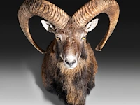 Mouflon or moufflon (ovis gmelini) shoulder mount, taxidermy trophy, h 60 cm - w 45 cm - d 35 cm - total weight 5,2 kg
