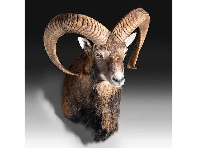 Mouflon or moufflon (ovis gmelini) shoulder mount, taxidermy trophy, h 60 cm - w 45 cm - d 35 cm - total weight 5,2 kg - afbeelding 2 van  3