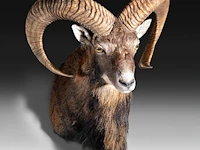 Mouflon or moufflon (ovis gmelini) shoulder mount, taxidermy trophy, h 60 cm - w 45 cm - d 35 cm - total weight 5,2 kg - afbeelding 2 van  3