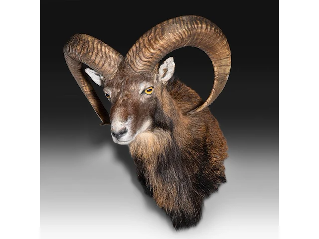 Mouflon or moufflon (ovis gmelini) shoulder mount, taxidermy trophy, h 60 cm - w 45 cm - d 35 cm - total weight 5,2 kg - afbeelding 3 van  3