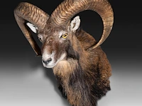 Mouflon or moufflon (ovis gmelini) shoulder mount, taxidermy trophy, h 60 cm - w 45 cm - d 35 cm - total weight 5,2 kg - afbeelding 3 van  3