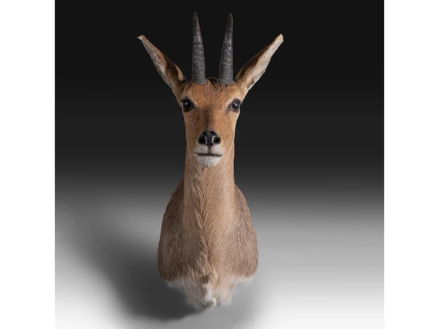Mountain reedbuck (redunca fulvorufula) shoulder mount, taxidermy trophy, h 45 cm - afbeelding 1 van  3