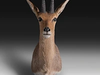 Mountain reedbuck (redunca fulvorufula) shoulder mount, taxidermy trophy, h 45 cm