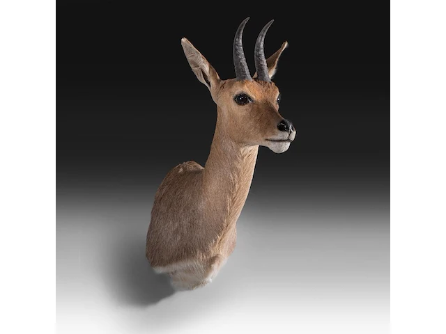 Mountain reedbuck (redunca fulvorufula) shoulder mount, taxidermy trophy, h 45 cm - afbeelding 2 van  3