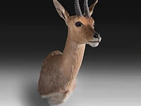 Mountain reedbuck (redunca fulvorufula) shoulder mount, taxidermy trophy, h 45 cm - afbeelding 2 van  3