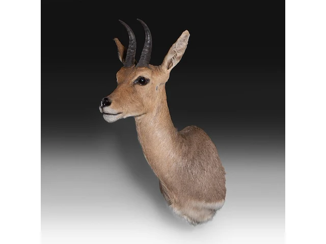 Mountain reedbuck (redunca fulvorufula) shoulder mount, taxidermy trophy, h 45 cm - afbeelding 3 van  3