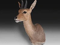 Mountain reedbuck (redunca fulvorufula) shoulder mount, taxidermy trophy, h 45 cm - afbeelding 3 van  3