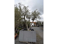 Multibola olive split - olive tree - afbeelding 1 van  4