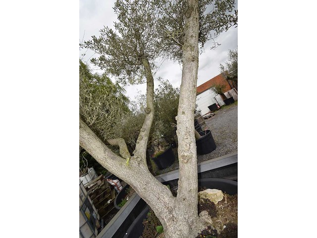 Multibola olive split - olive tree - afbeelding 2 van  4
