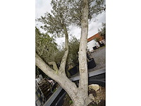 Multibola olive split - olive tree - afbeelding 2 van  4