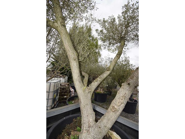 Multibola olive split - olive tree - afbeelding 3 van  4