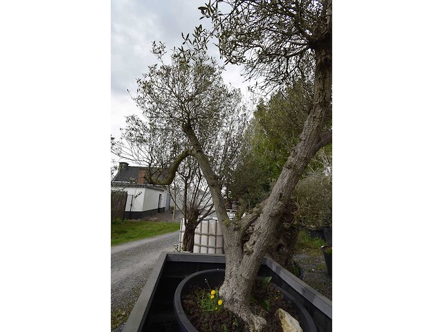 Multibola olive split - olive tree - afbeelding 4 van  4