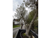 Multibola olive split - olive tree - afbeelding 4 van  4